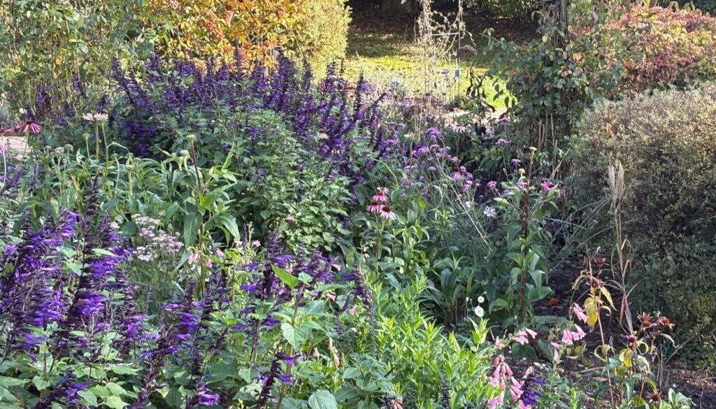Garden Planting redesign after photo