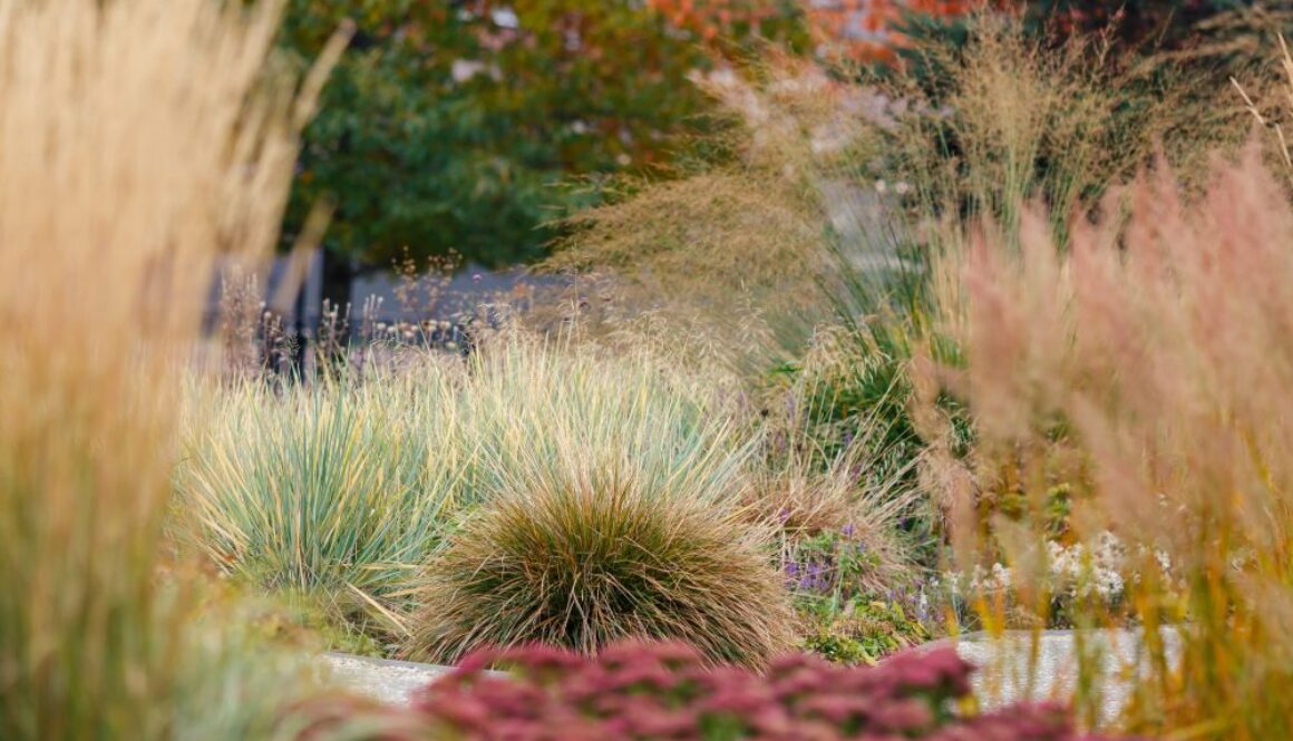 Ornamental grasses garden design