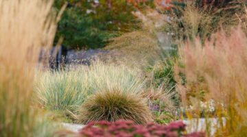 Ornamental grasses garden design