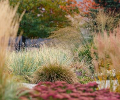 Ornamental grasses garden design